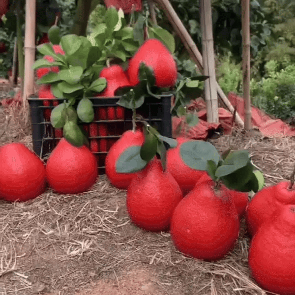 Zimné Pomelo
